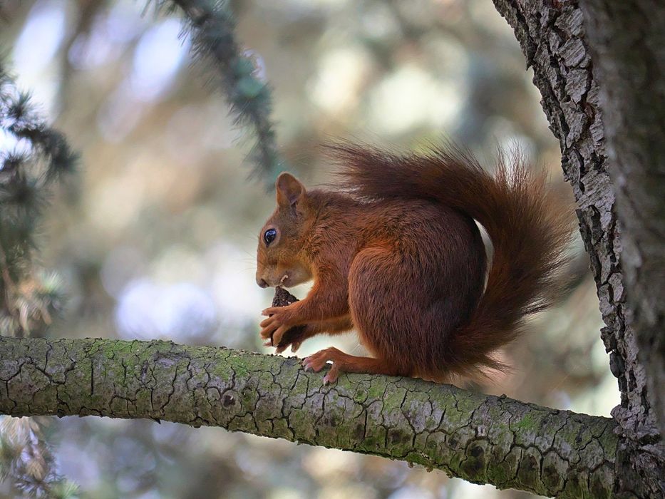 Pelzig, aber immer etwas nervös: Das Eichhörnchen. (Foto: Flickr/to.wi)
