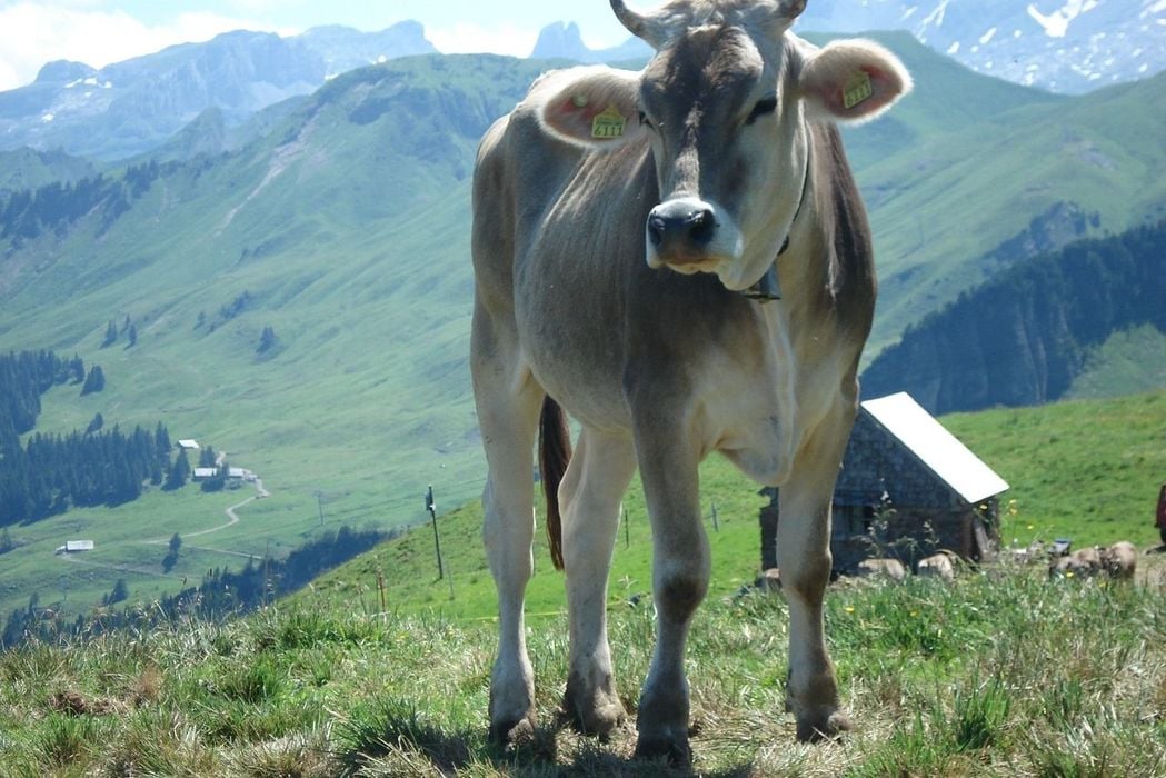  La vache qui ne comprend rien: Schweizer Braunvieh.