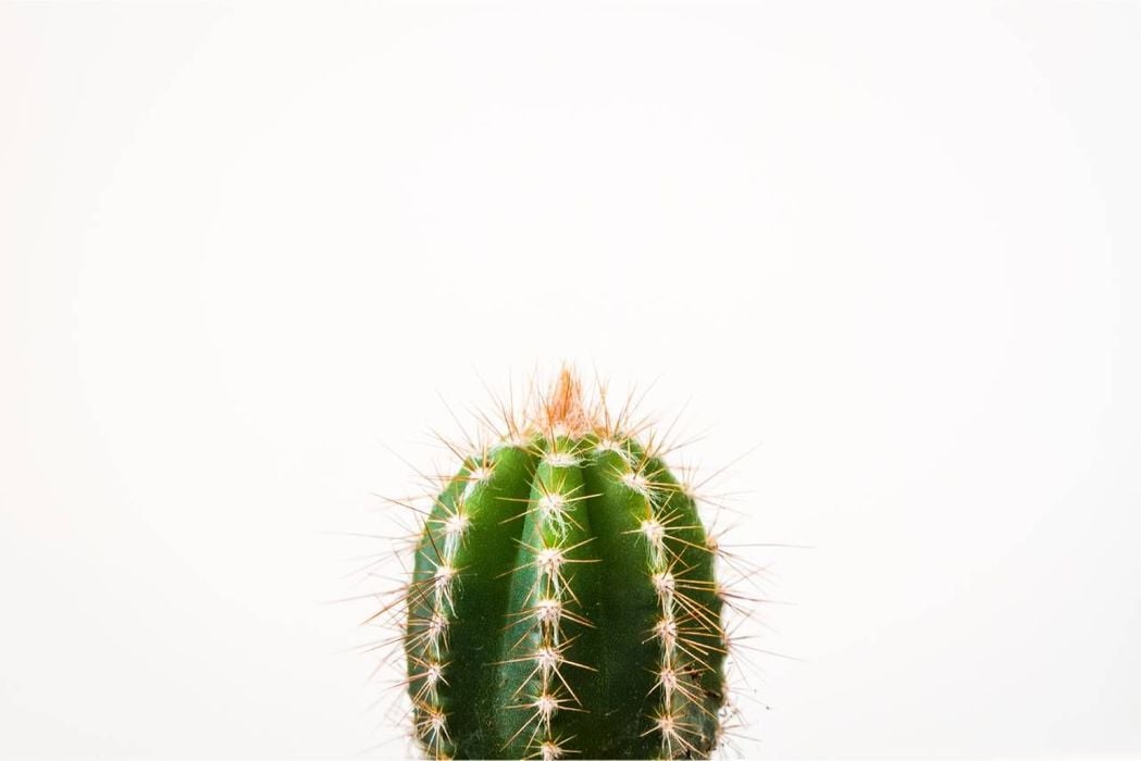 Weiss sich zu wehren: Kaktus.