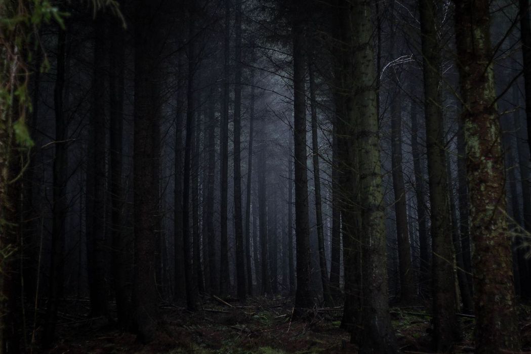 Wie eine Kita der Angst: Wald bei Nacht.