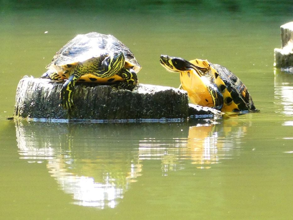 Im Gütschwald anzutreffen: Schildkröten. (Foto: Jonas Wydler)