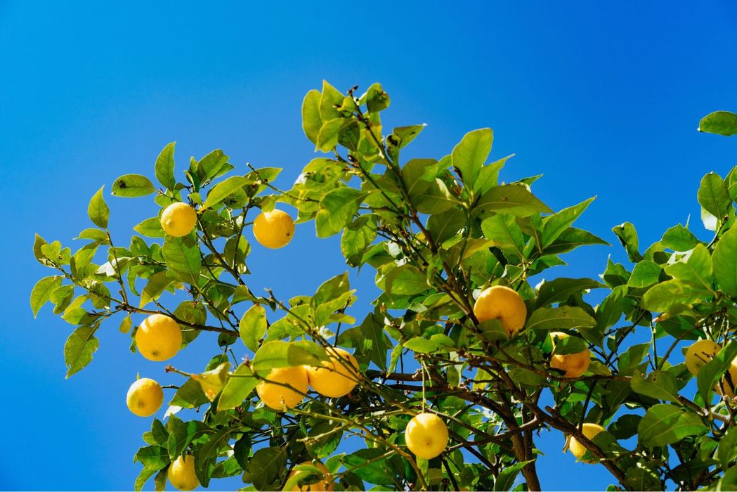 I wonder how, I wonder why the lemon tree stinks so fest.