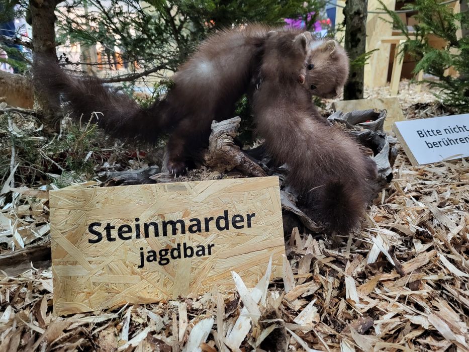 Jagdbar: Steinmarder.